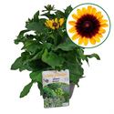 Afbeelding van VP Rudbeckia P19 hirta Gold black eye. beperkt lev.